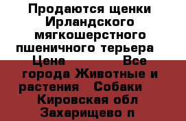 Продаются щенки Ирландского мягкошерстного пшеничного терьера › Цена ­ 30 000 - Все города Животные и растения » Собаки   . Кировская обл.,Захарищево п.